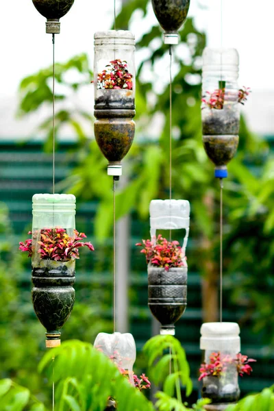 saksı olarak plastik şişegeri dönüşüm