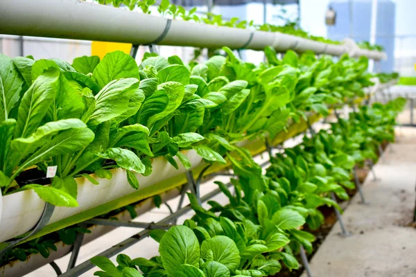 土壌上の有機垂直野菜栽培 — ストック写真