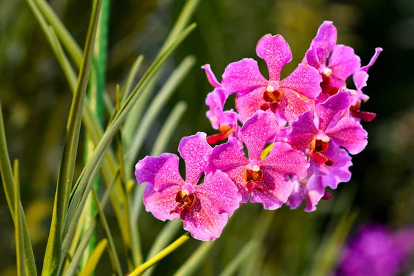 Singapore orchids species, about 75% of the country\'s orchids are epiphytes and the rest are terrestrials