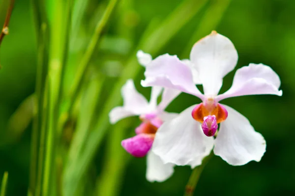 Singapore orchids species, about 75% of the country\'s orchids are epiphytes and the rest are terrestrials