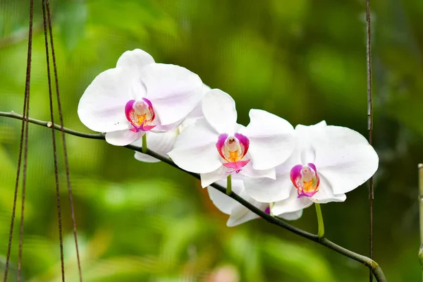 Singapore orchids species, about 75% of the country\'s orchids are epiphytes and the rest are terrestrials