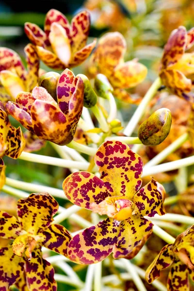 Singapore orchids species, about 75% of the country\'s orchids are epiphytes and the rest are terrestrials