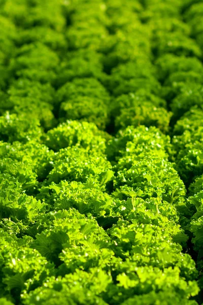 Harvesting hydroponic lettuce in organic farming