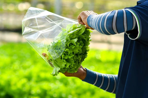 Organik tarımda hidroponik marul hasadı