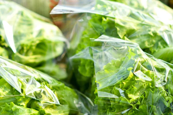 Plastik torbalarda sulak marul hasadı