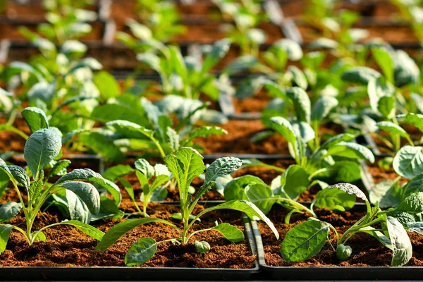 土壌上の有機垂直野菜栽培 — ストック写真