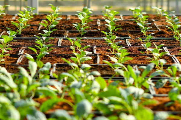 Agricultura Ecológica Hortalizas Verticales Suelo — Foto de Stock