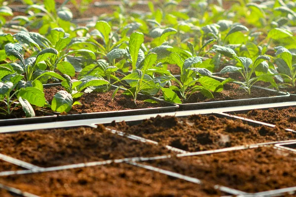 土壌上の有機垂直野菜栽培 — ストック写真