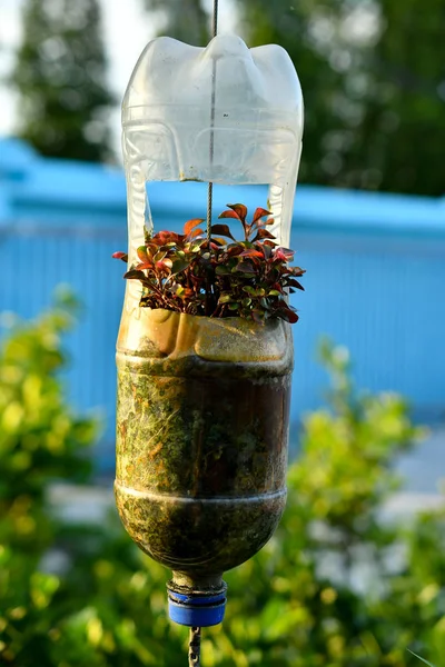 saksı olarak plastik şişegeri dönüşüm