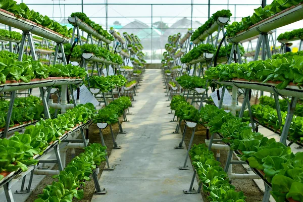 Sistemas Agricultura Vertical Hidropônica — Fotografia de Stock