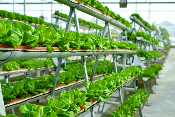 Sistemas Agricultura Vertical Hidropônica — Fotografia de Stock