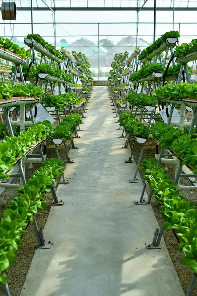 Hydroponic Vertical Farming Systems — Stock Photo, Image