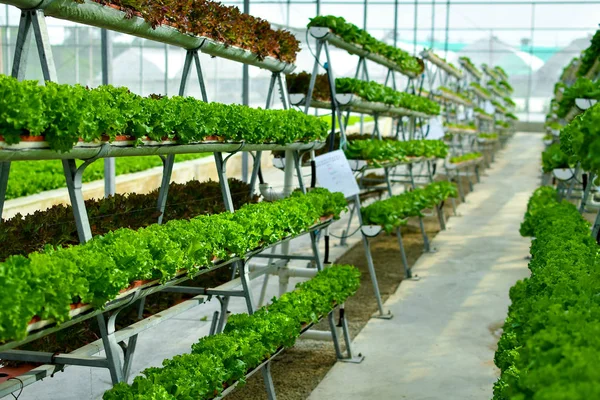 Hydroponic vertical farming systems