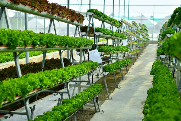 Hydroponic vertical farming systems