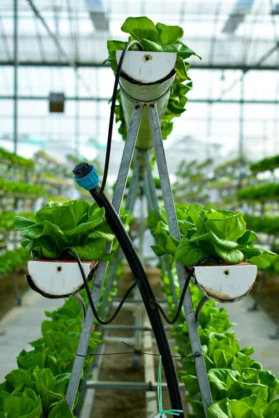 Hydroponic vertical farming systems