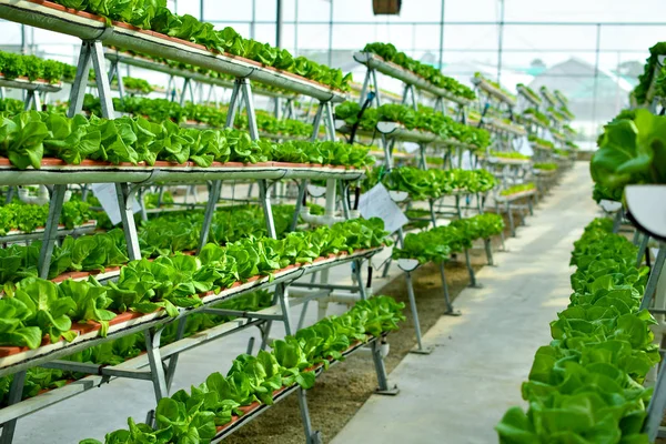 Hydroponic Vertical Farming Systems — Stock Photo, Image