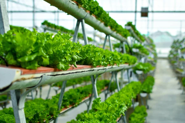 Sistemas Agricultura Vertical Hidropônica — Fotografia de Stock