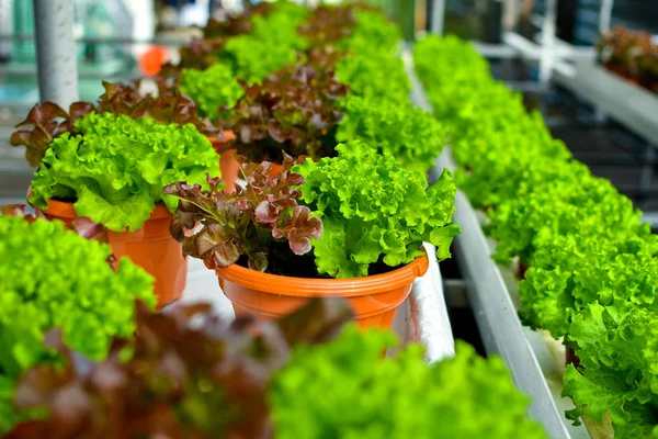 Harvesting Hydroponic Lettuce Urban Farming Singapore — Stock Photo, Image