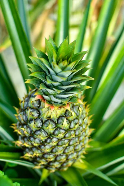 Ananas bitkisi ve tek meyve
