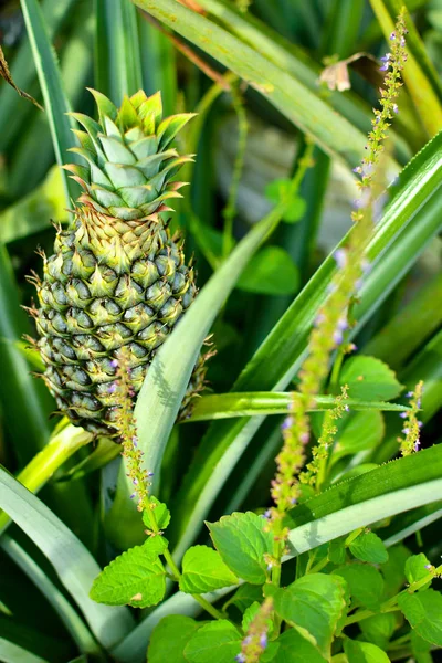 Ananas bitkisi ve tek meyve