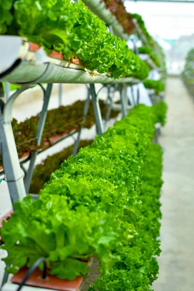 Organic Green Vegetables Farming — Stock Photo, Image