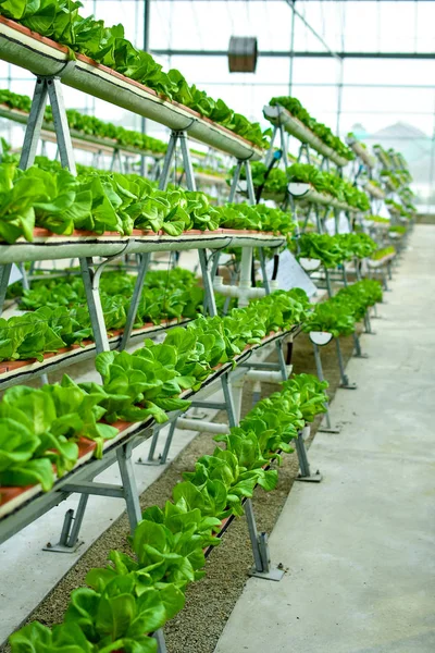 Hydroponic vertical farming systems