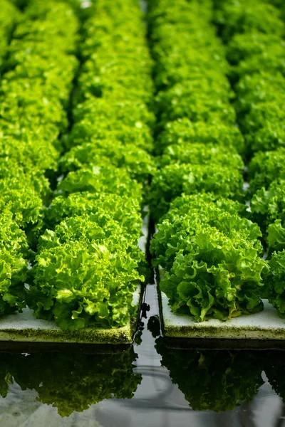 Harvesting Hydroponic Lettuce Urban Farming Singapore — Stock Photo, Image