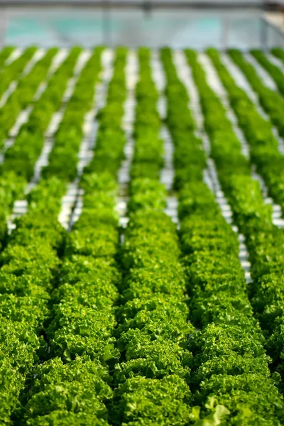 Harvesting hydroponic lettuce, urban farming in Singapore