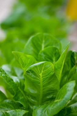 Hidroponik dikey tarım sistemleri