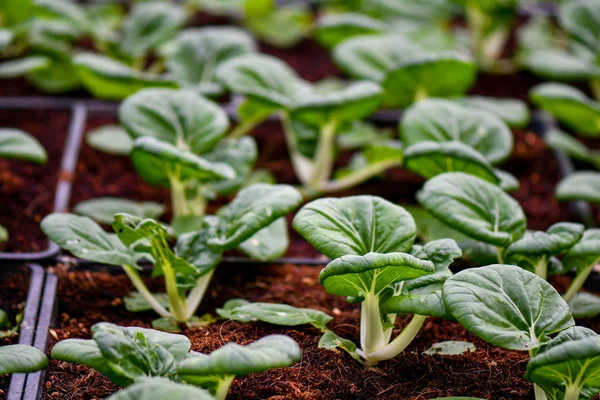 有機緑野菜栽培 — ストック写真