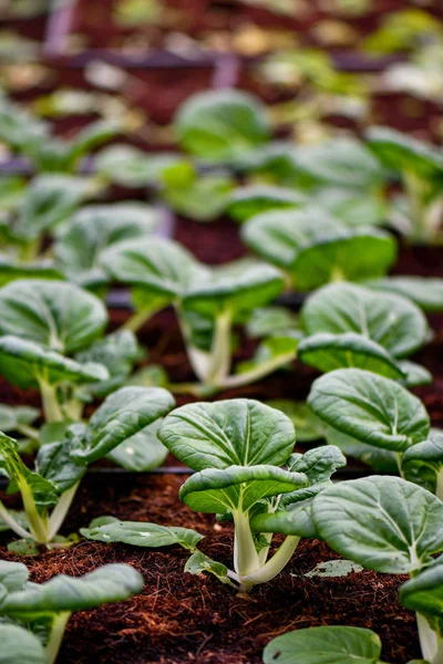 有機緑野菜栽培 — ストック写真