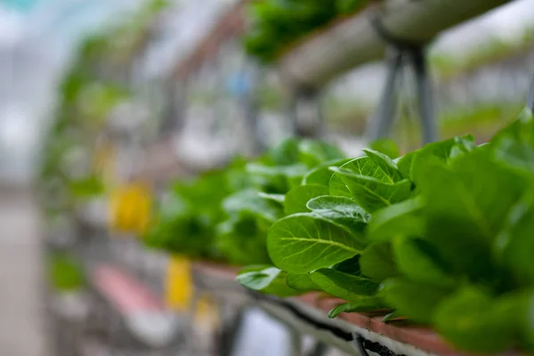 Hydroponiska vertikala jordbrukssystem — Stockfoto