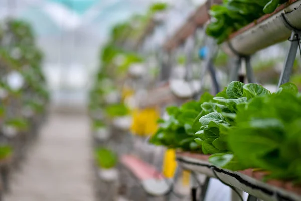 Hydroponische vertikale Anbausysteme — Stockfoto