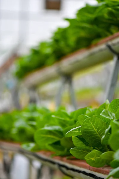 Hydroponische vertikale Anbausysteme — Stockfoto