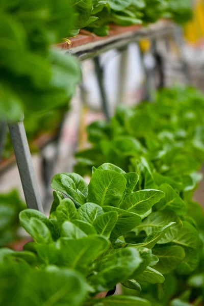 Sistemas de agricultura vertical hidropônica — Fotografia de Stock