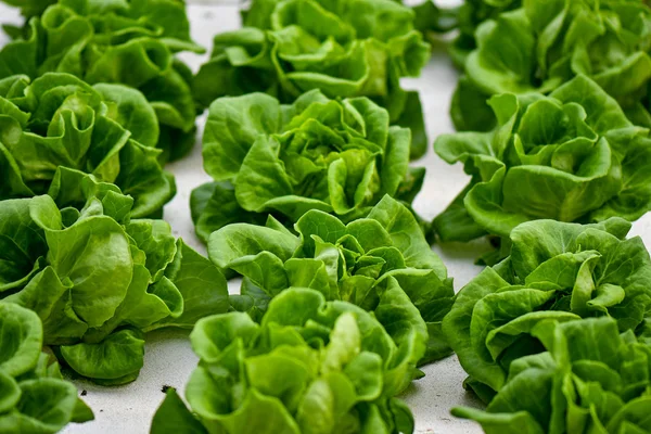 Beyaz Strafor üzerinde Hydroponic marul tarım. 