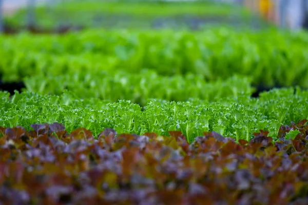 Culture biologique de légumes verts — Photo