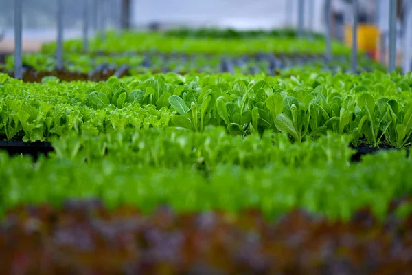 Organic green vegetables farming