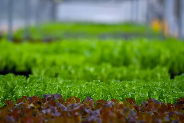 有機緑野菜栽培 — ストック写真