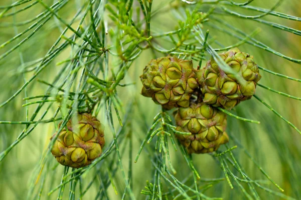 Casuarinaceae sementes jovens na árvore — Fotografia de Stock