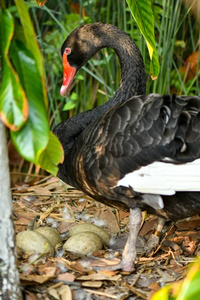 Ninho de cisne preto selvagem com ovos — Fotografia de Stock