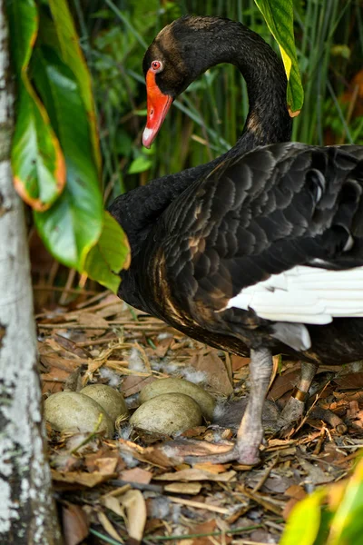 Ninho de cisne preto selvagem com ovos — Fotografia de Stock