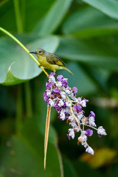 Olive Backed Sunbird en la naturaleza — Foto de Stock