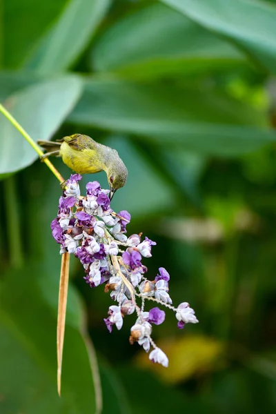 Olive Backed Sunbird en la naturaleza — Foto de Stock