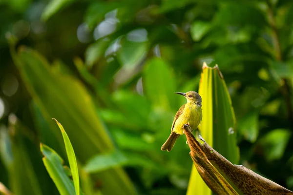 Olive Backed Sunbird en la naturaleza — Foto de Stock