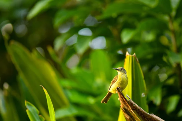 Olive Backed Sunbird en la naturaleza — Foto de Stock