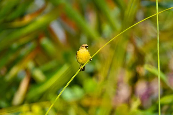 Azeitona apoiada Sunbird na natureza — Fotografia de Stock