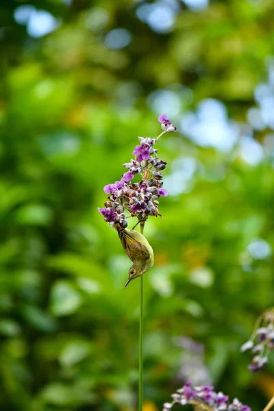 Azeitona apoiada Sunbird na natureza — Fotografia de Stock