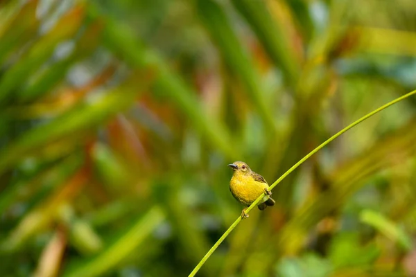 Tournesol à dos olive dans la nature — Photo