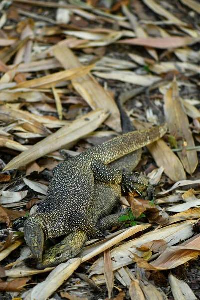 Clouded Monitor Lizard acasalamento em estado selvagem — Fotografia de Stock